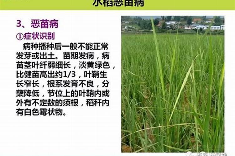 水稻苗期病害：了解与防治
