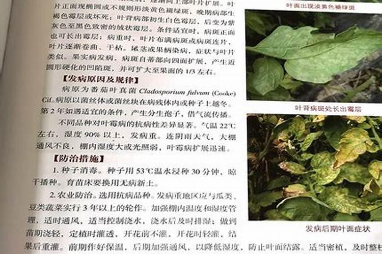 蔬菜三种病虫害的区分与防治(蔬菜<a href=