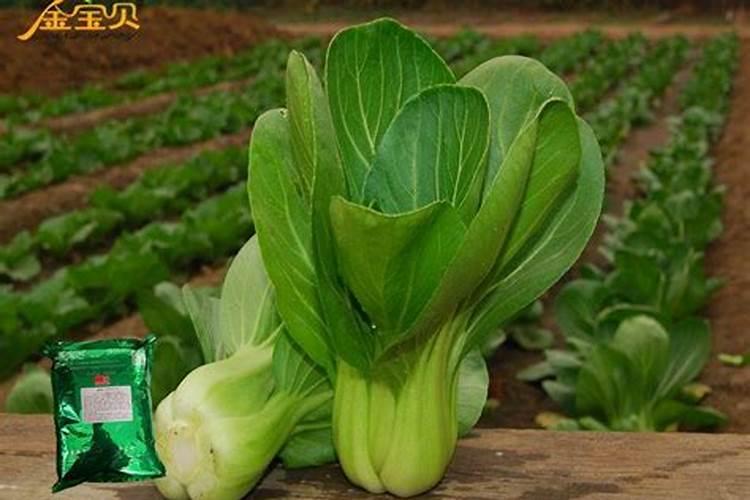 油菜怎么补充微量元素，油菜微肥的施用？