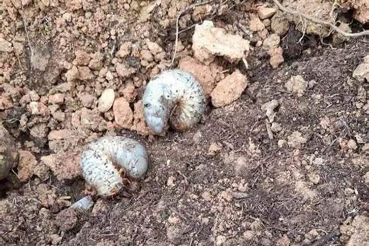 魔芋虫害防治：策略与实践