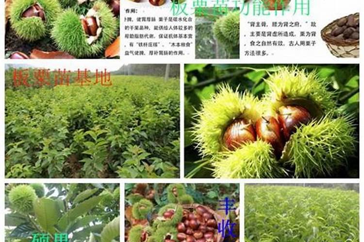 金秋硕果——板栗丰产栽培秘籍