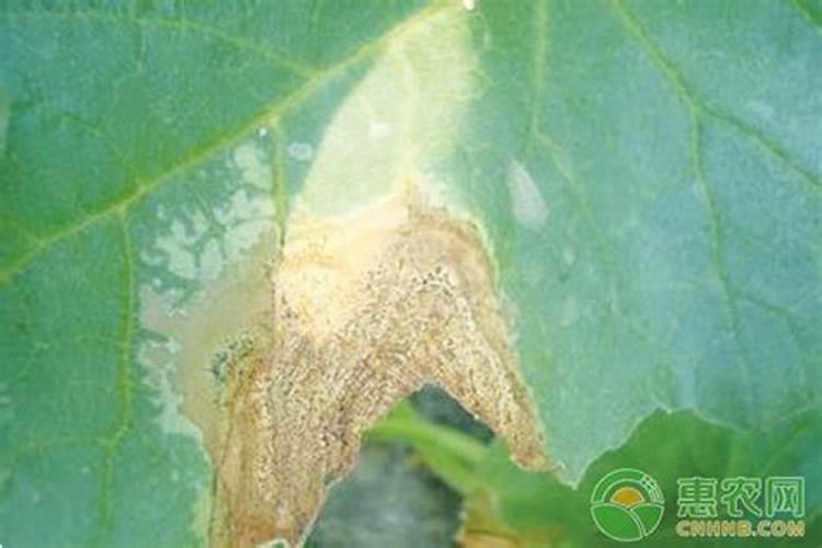 波尔多液药害解救小常识？
