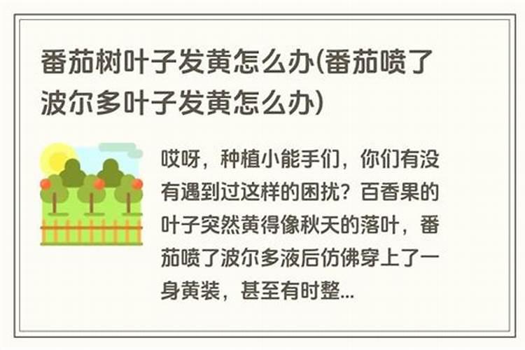 番茄喷了波尔多叶子发黄怎么办