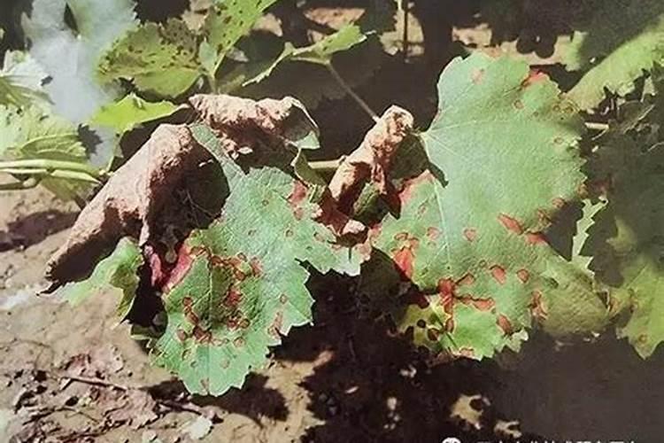 葡萄小苗用波尔多液药害的处理方法
