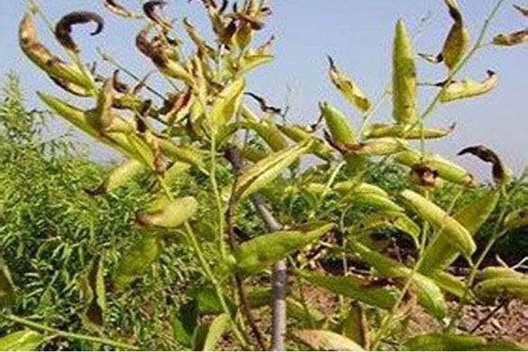 防治冬枣焦叶病怎样用药？