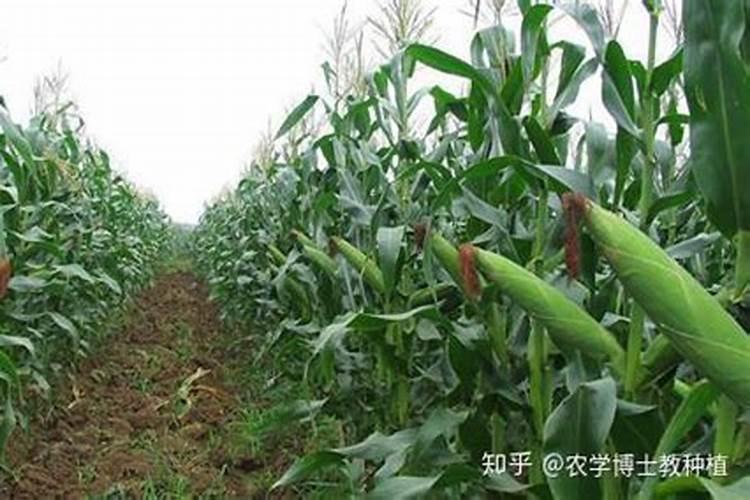 玉米高产秘籍：掌握正确打顶技巧助力丰收在望