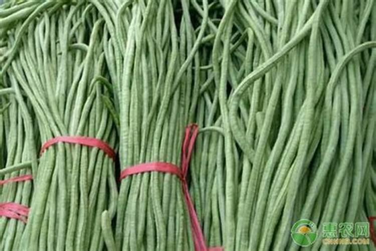 豇豆枯萎病怎么方法？豇豆枯萎病的防治方法