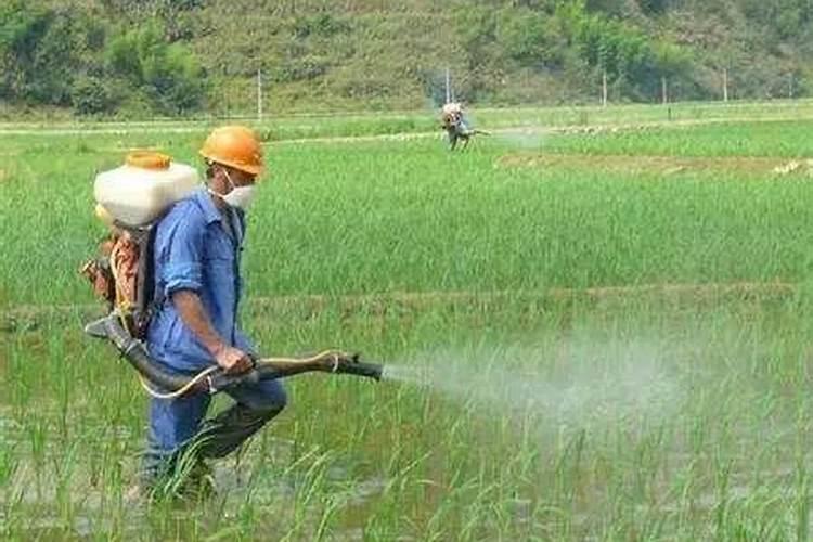 掌握时机：如何确定农药喷施的最佳时间？
