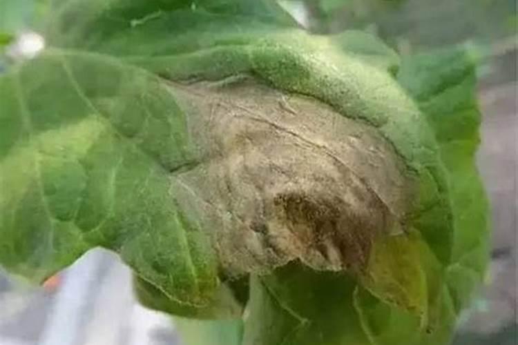战胜茄子灰霉病：药剂防治策略详解
