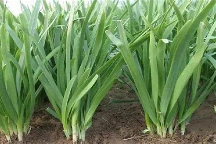 种植韭菜有哪些管理技术和方法？