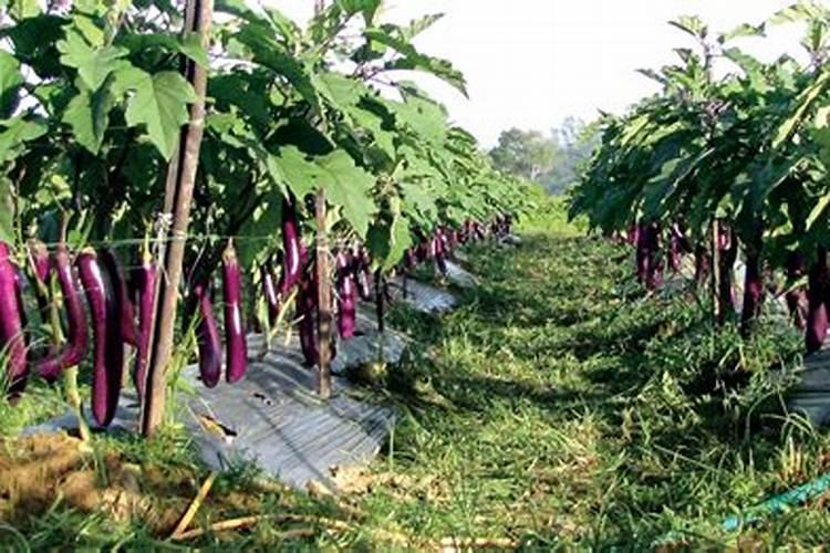 掌握大棚茄子高效栽培技术与管理，助力农业增产增收