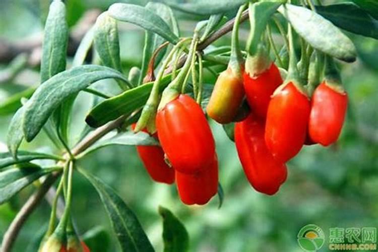 枸杞的培植及病害防治：确保健康收获的关键步骤