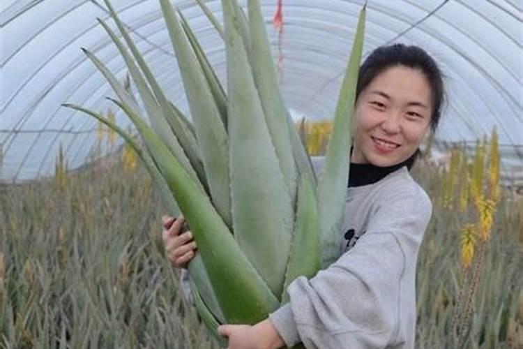 赋予肌肤自然的呵护：掌握种植芦荟的黄金法则