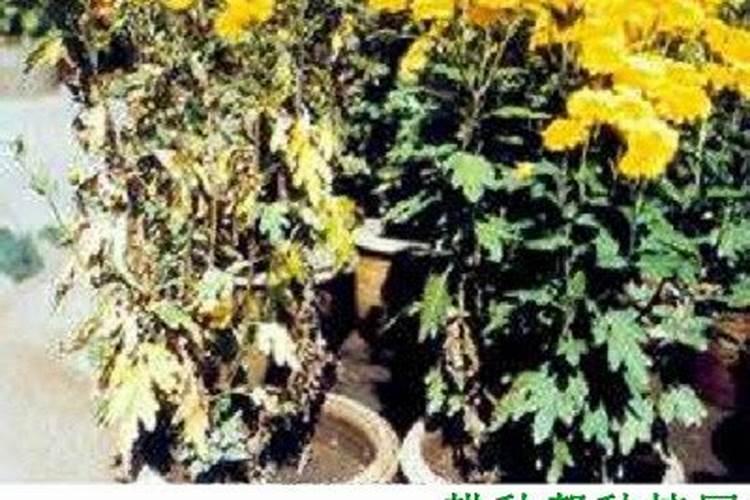 菊花黄萎病的防治技术