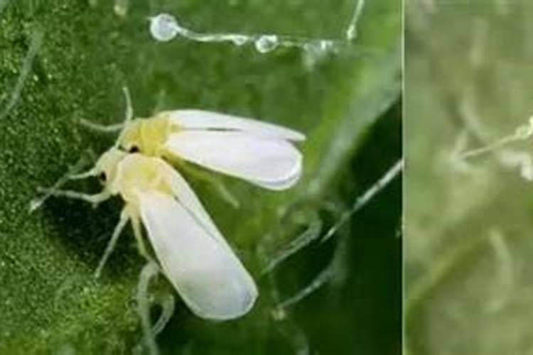 棉花烟粉虱如何综合防治效果？