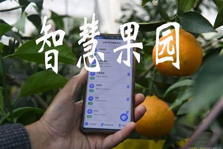 果园花期前后的管理