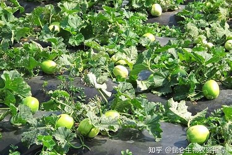 甜瓜病害如何防治？