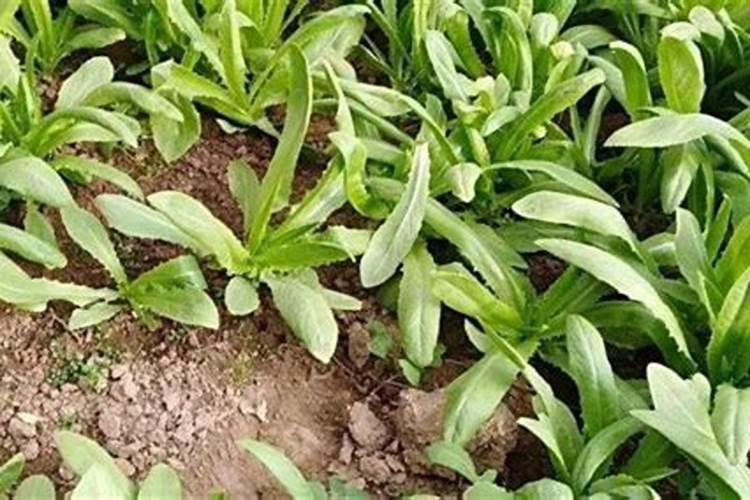春季播种油麦菜：关键注意事项与种植指南