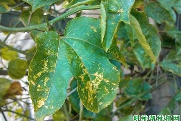 百香果叶斑病防治全攻略：对症下药，守护绿意盎然