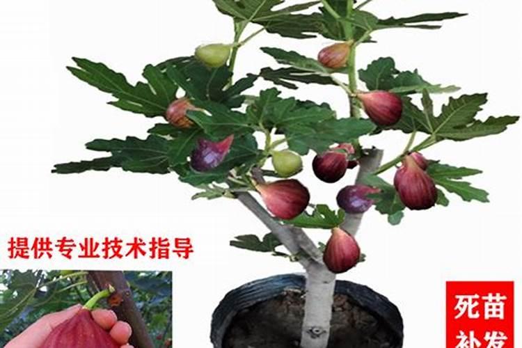 无花果管理新篇章：免套袋膜技术引领绿色栽培新潮流