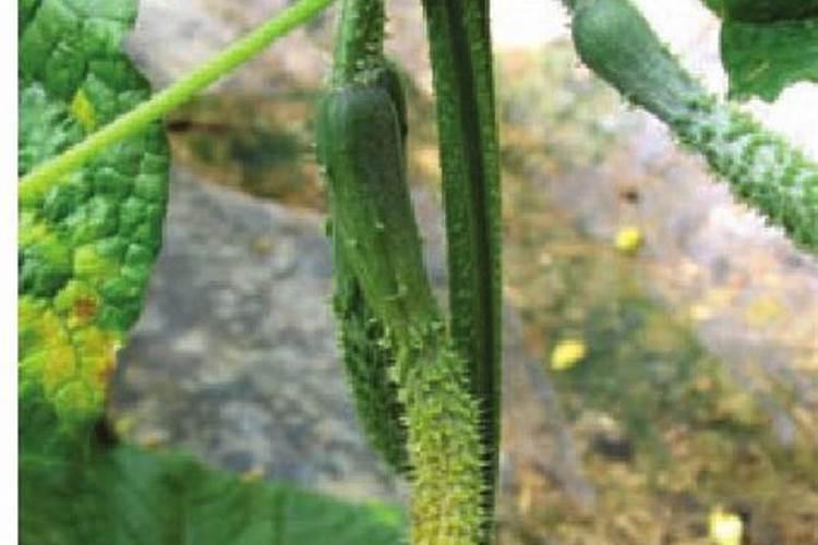 瓜类蔬菜化瓜