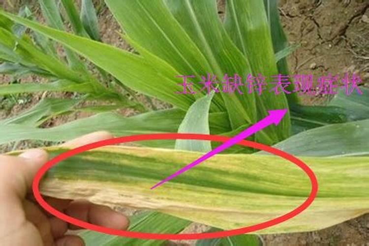 和农民朋友谈谈水稻、玉米缺锌症状的表现？