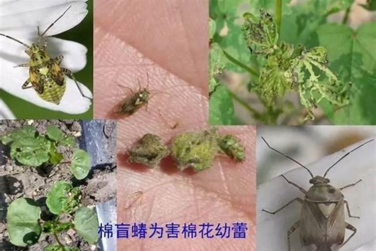 棉花盲蝽蟓的种类特征、危害特点及防治措施？