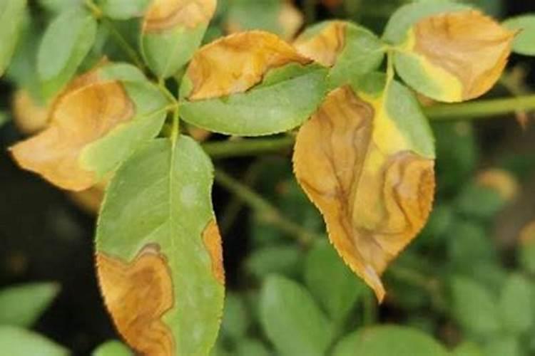 绿意盎然：芍药花叶子发黄的三大病因及解决之道