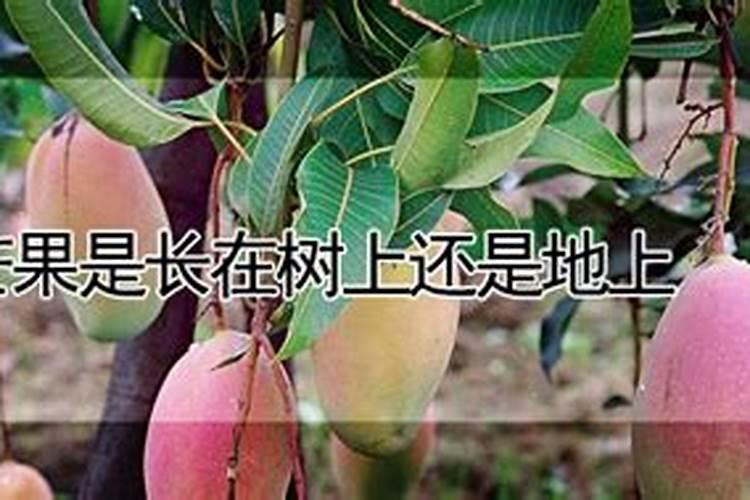 芒果裂果是什么原因？