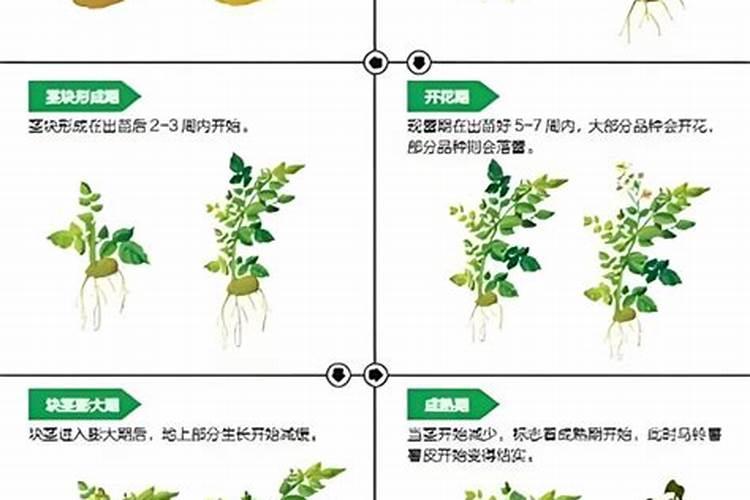 掌握时机：黄豆种植的黄金时间