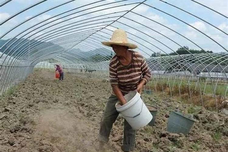 为何新棚需增施有机肥、平衡补微？
