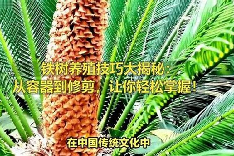 铁树播种繁殖：揭秘大自然的坚韧与耐心