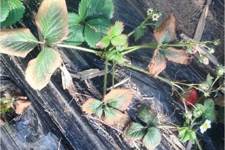 草莓根线虫病危害大,该如何防治？