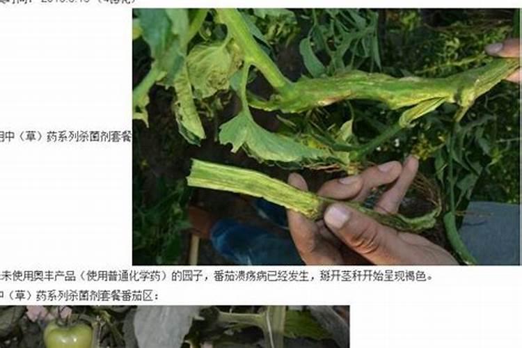 保护地番茄青枯病的防治技术