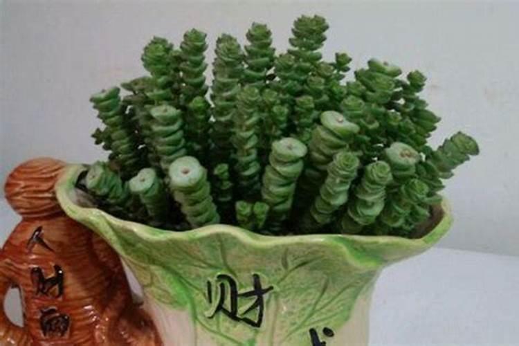 钱串子叶子发黄怎么回事
