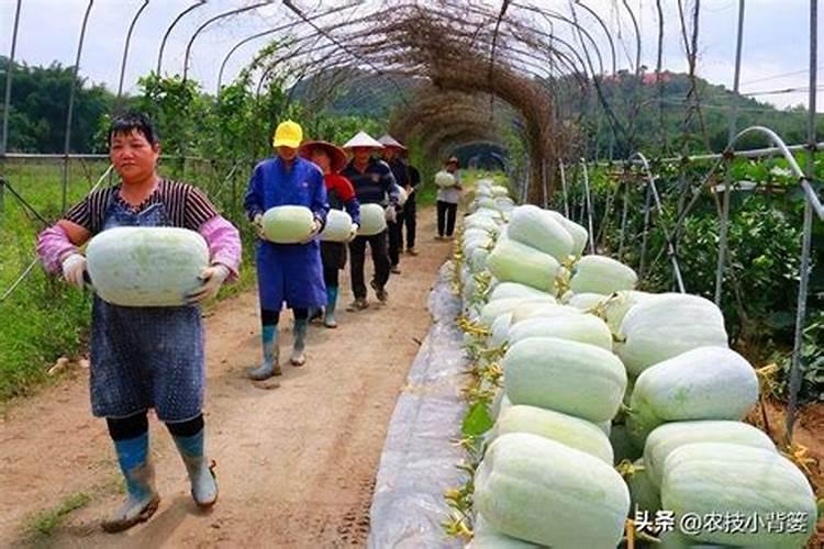 小型冬瓜嫁接栽培技术：提升产量与品质的关键