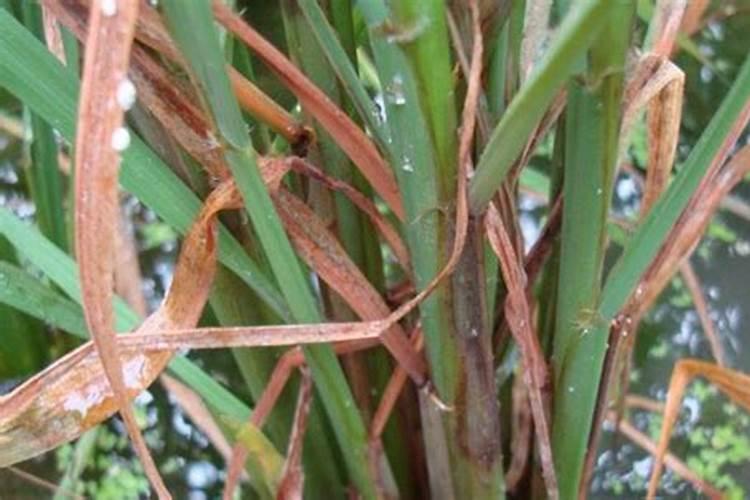 守护绿意：水稻纹枯病的综合药剂防治策略