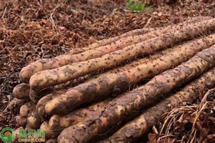 揭秘山药黑斑病：症状识别与综合防治策略
