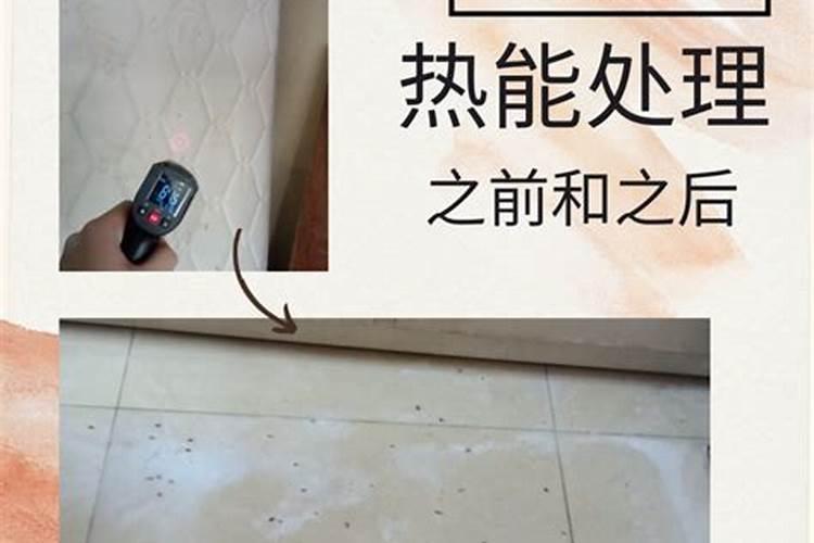 粘虫终结者：有效根除策略大揭秘