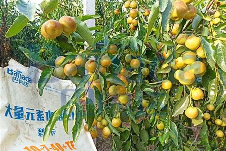枣树硼肥多少合适施肥？