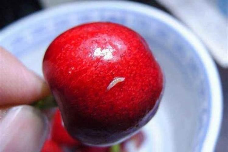樱桃里面有虫能吃吗，樱桃虫子吃了会怎样？