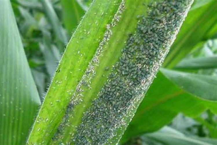 玉米蚜虫防治：把握最佳时机，确保丰收