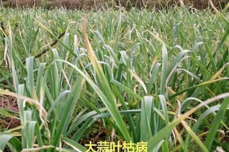 大蒜苗子发黄，干尖什么原因？如何处理修复