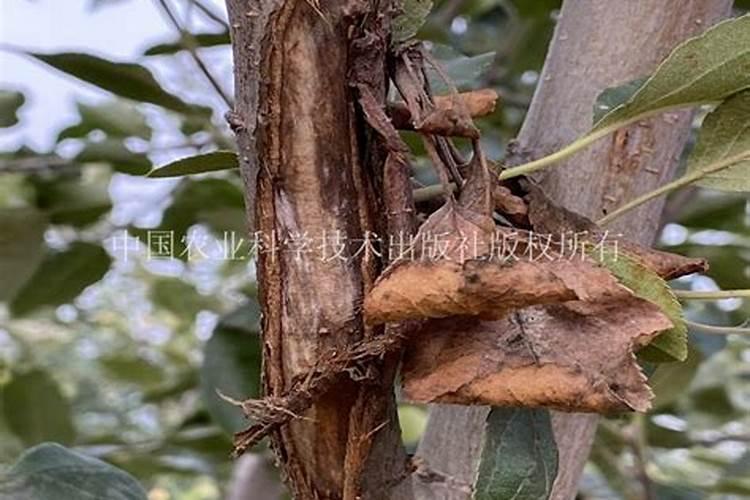 苹果树根部问题如何治？苹果树根部疾病的治理方法
