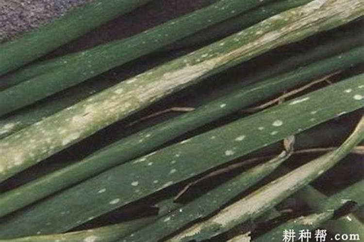 洋葱灰霉病如何防治？