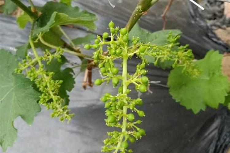 葡萄花前补磷肥用什么药效果好？