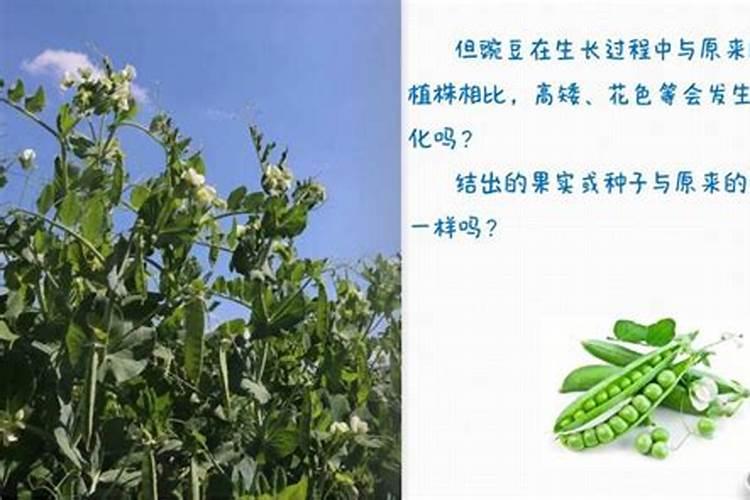 四月可以种豆子吗