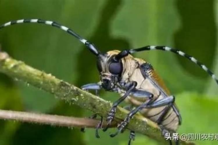 战胜林间小霸王：科学防治花椒虎天牛攻略