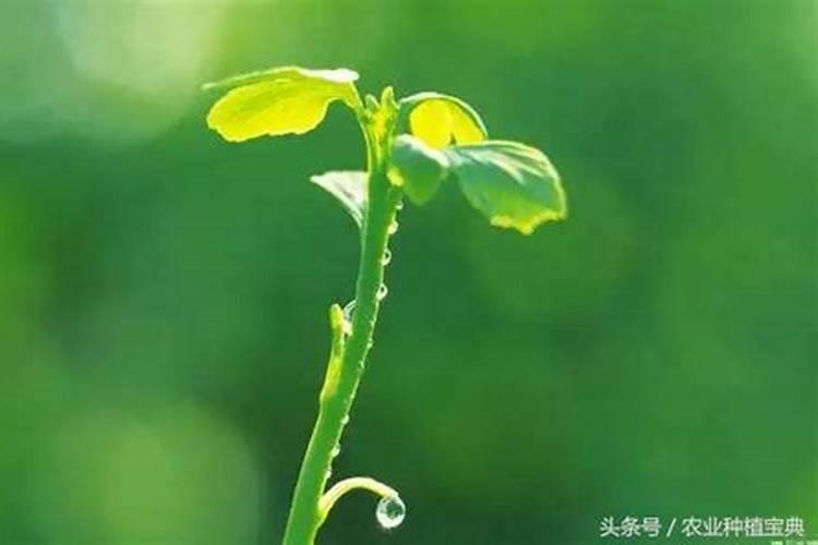 胺鲜酯在番茄上用量大了会有药害么
