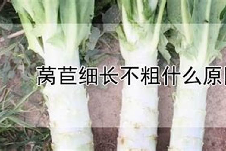 莴苣细长不粗什么原因？